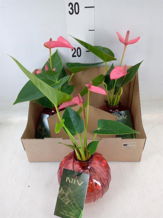 <h4>Planten  ..mix</h4>