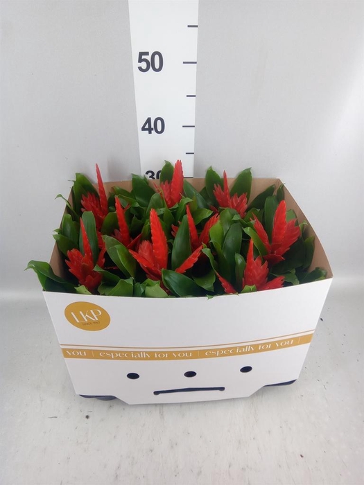 <h4>Vriesea  'Kallisto P'</h4>