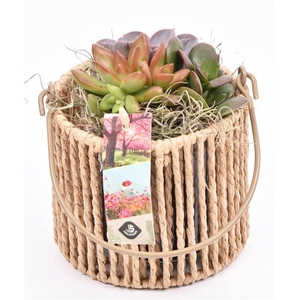 Touw lantaarn met glas 13cm h11.5cm