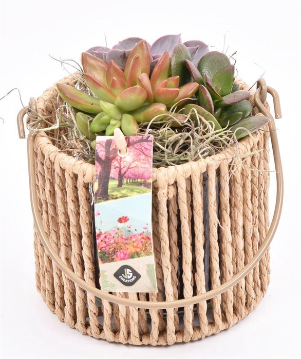 <h4>Touw lantaarn met glas 13cm h11.5cm</h4>