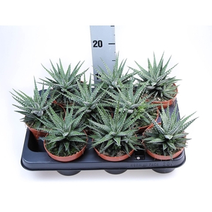 Haworthia fasciata 'Big Band'