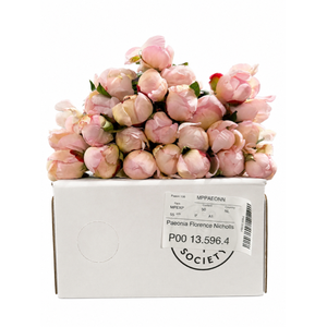 Paeonia Florence Nicholls