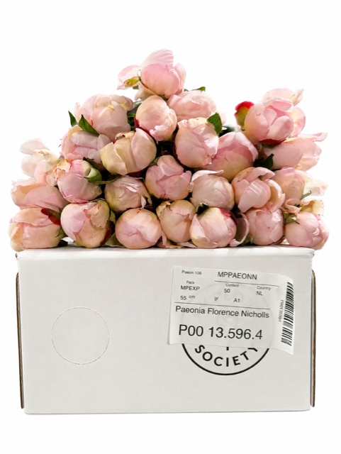 <h4>Paeonia Florence Nicholls</h4>
