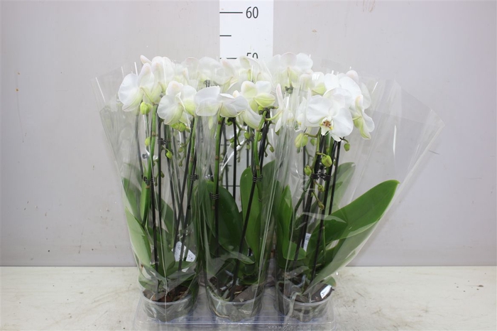 <h4>Phal Cascade Wit 2 Tak</h4>
