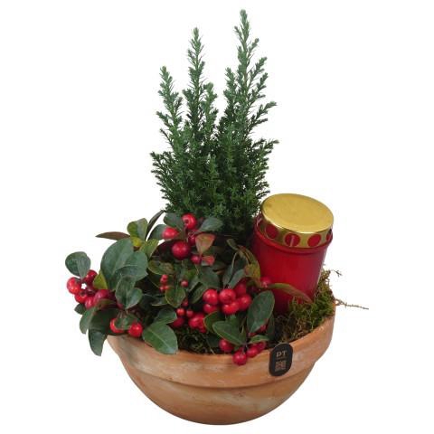 <h4>PTAH3080 Arrangement Allerheiligen in terracotta schaal</h4>