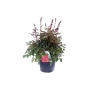 Astilbe arendsii Fanal