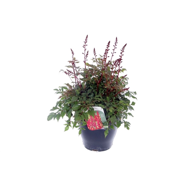 <h4>Astilbe arendsii Fanal</h4>