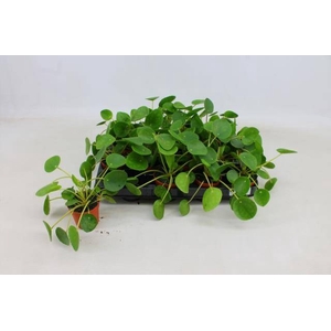 PILEA PEPEROMIOIDES