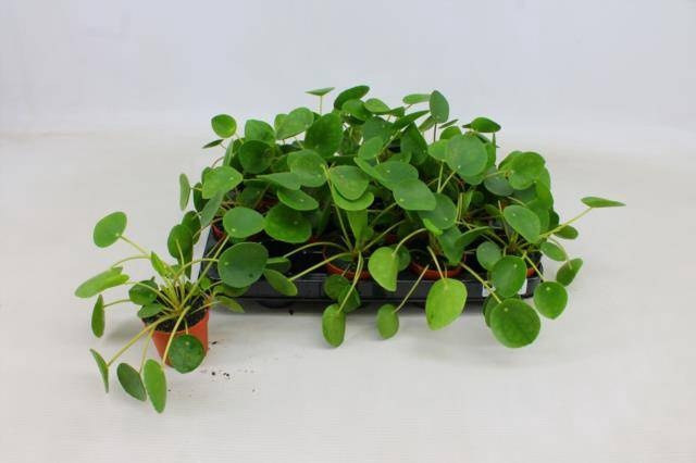 <h4>PILEA PEPEROMIOIDES</h4>