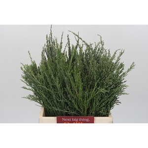 Kaaps Groen Wool Bush