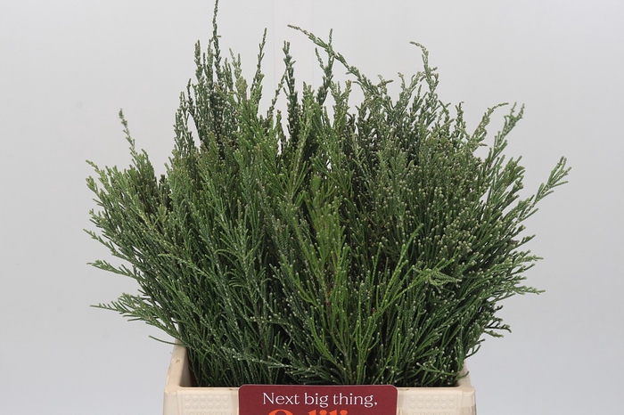 Kaaps Groen Wool Bush