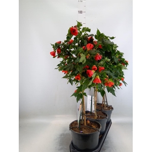 Abutilon   ...
