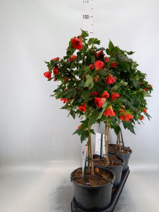 <h4>Abutilon   ...</h4>