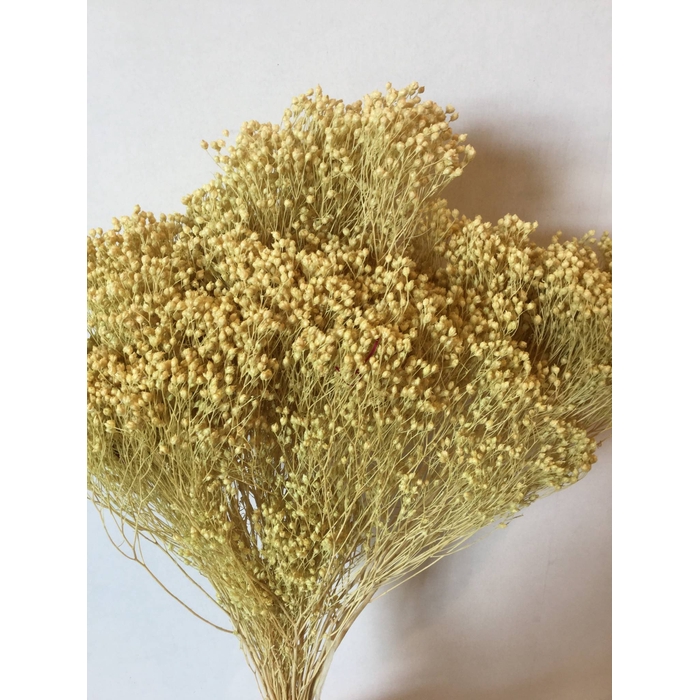 <h4>DRIED FLOWERS - BROOM BLOOM PISTACHIO 80GR</h4>