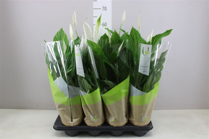 <h4>Spathiphyllum Strauss A2</h4>