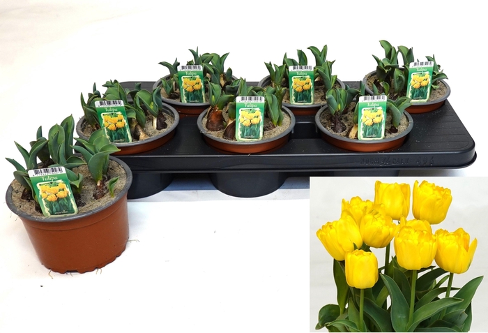 <h4>TUL OV DUBBEL</h4>