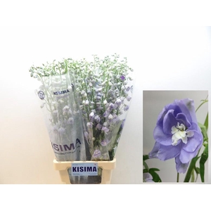 DELPH DU MAG F LAVEN