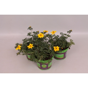 Bidens Yellow
