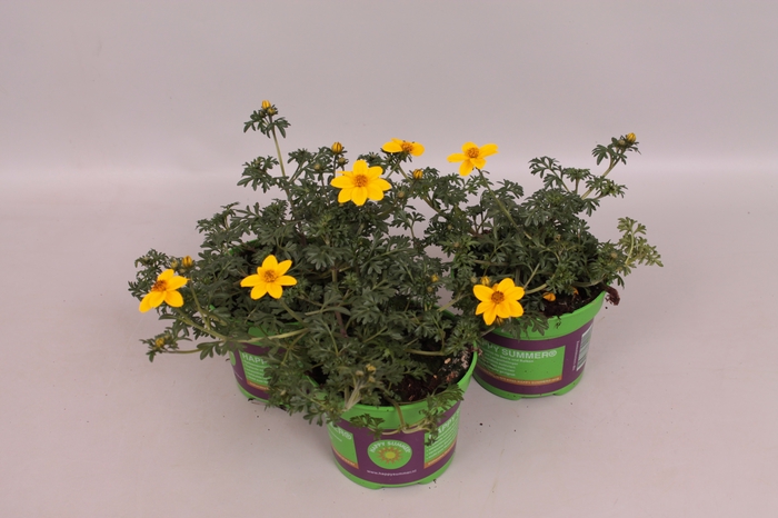 <h4>Bidens Yellow</h4>
