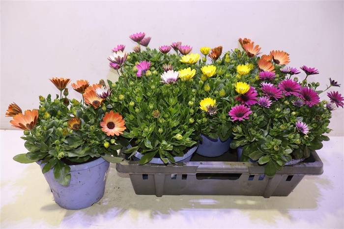 <h4>arr8 Osteo Mixfust</h4>