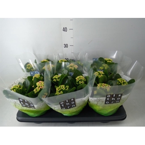 Kalanchoe blos. 'Calandiva Weaver'