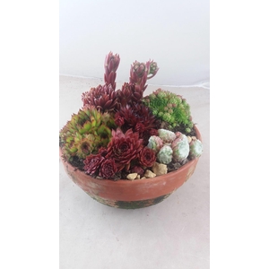 Sempervivum mix in stenen terracotta pot