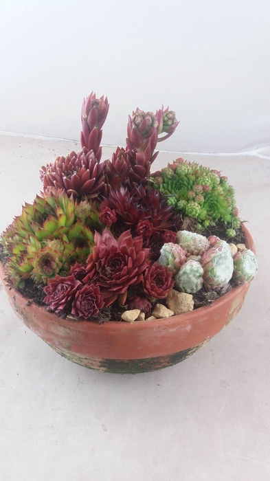 <h4>Sempervivum mix in stenen terracotta pot</h4>