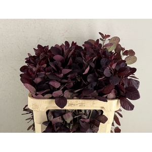 COTI ROYAL PURPLE