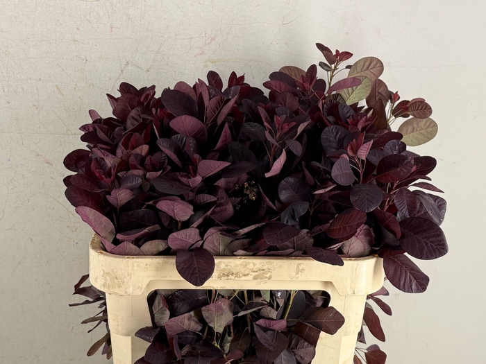 <h4>Cotinusblad Royal Purple</h4>