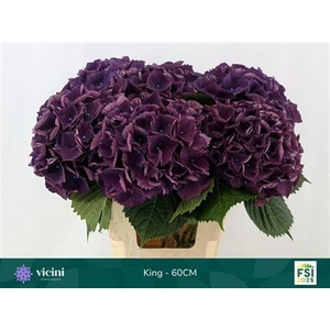 Hydr M Royal King