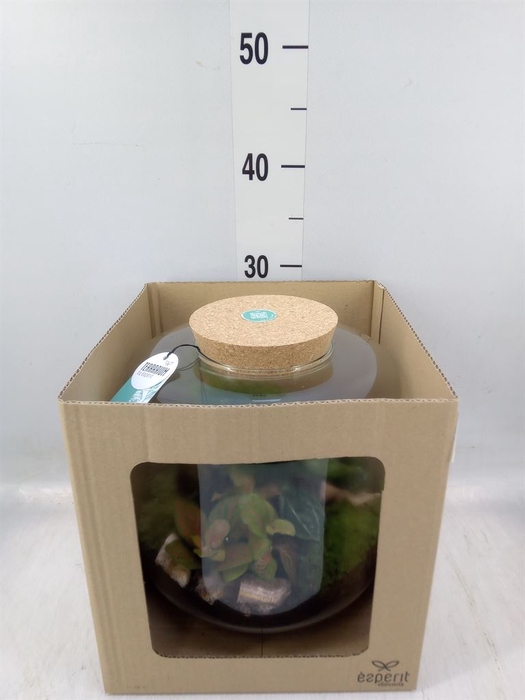 <h4>Arr.   Planten H%</h4>