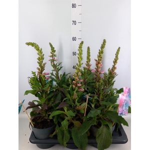 Digitalis purp. 'Hanabee Pink'