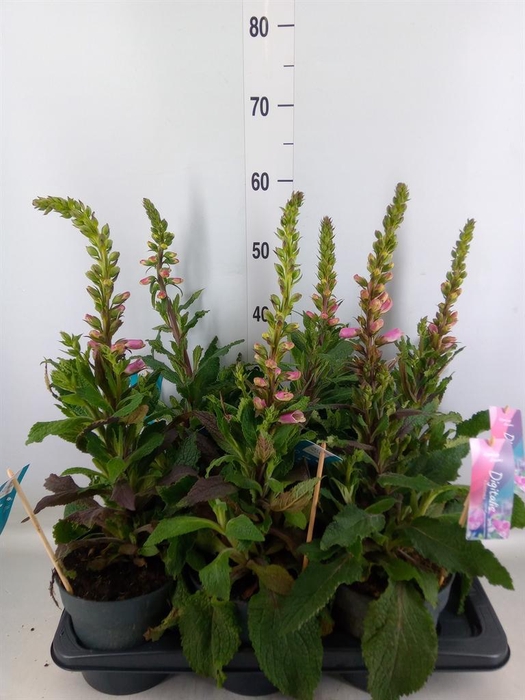 <h4>Digitalis purp. 'Hanabee Pink'</h4>