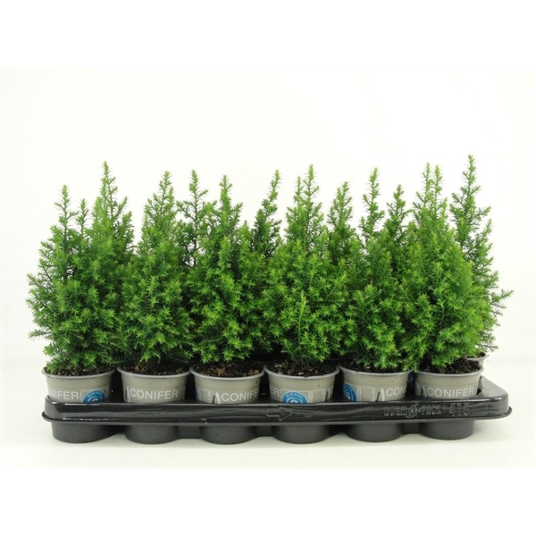 <h4>Chamaecyparis thyoides 'Top Point'</h4>