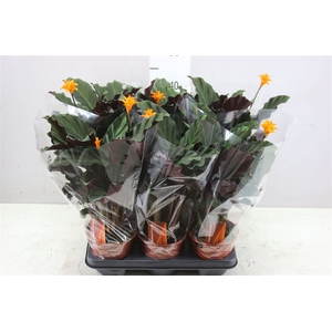 Calathea Crocata 2+
