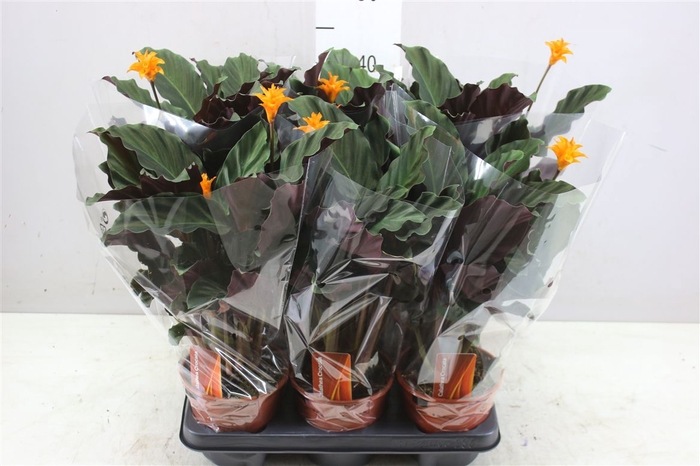 <h4>Calathea Crocata 2+</h4>