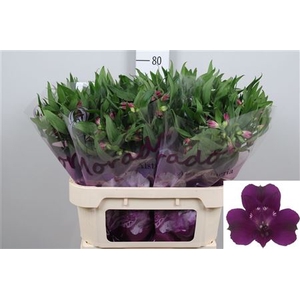 Alstr Morado
