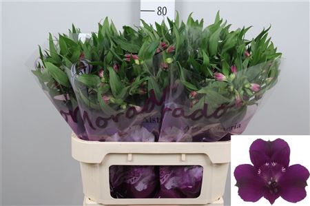 <h4>Alstr Morado</h4>
