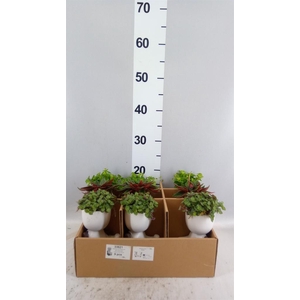 Arr.   Kamerplant Groen L%