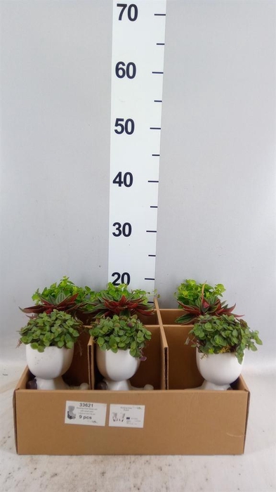 <h4>Arr. Kamerplant Groen L%</h4>