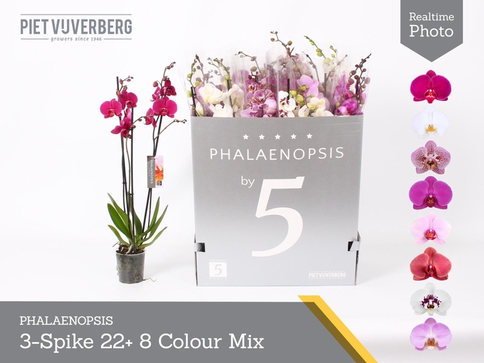 <h4>PHAL GEM 8 KL</h4>