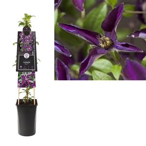 Clematis Noora PBR +3.0 label