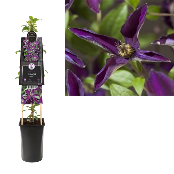 <h4>Clematis Noora PBR +3.0 label</h4>