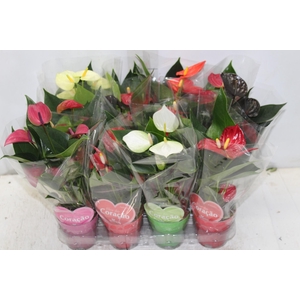 ANTHURIUM VARIADO P09