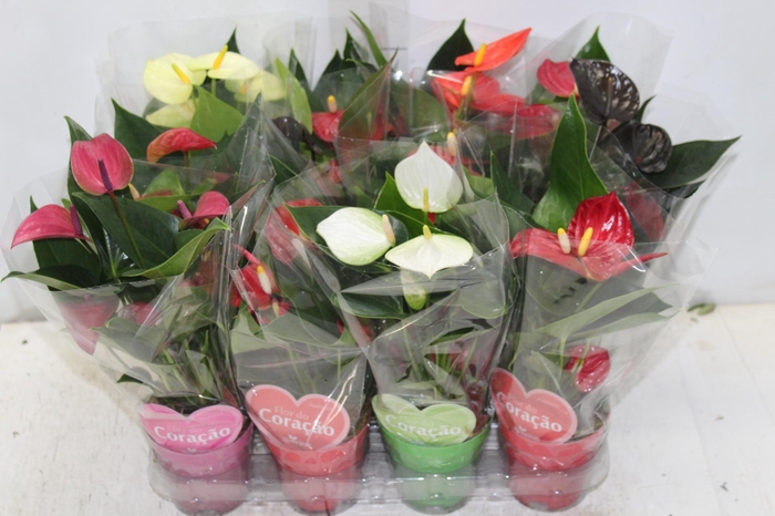 <h4>ANTHURIUM VARIADO P09</h4>