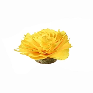 Sola Cabbage Rose 12 Cm Yellow Riva Pastel Yellow