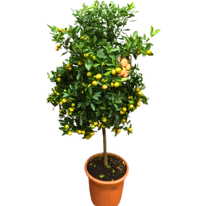 Citrus hystrix