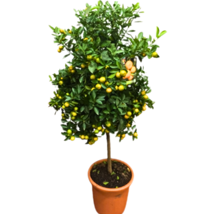 <h4>Citrus hystrix</h4>