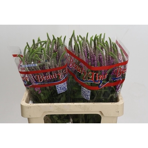 Veronica Skyler Pink