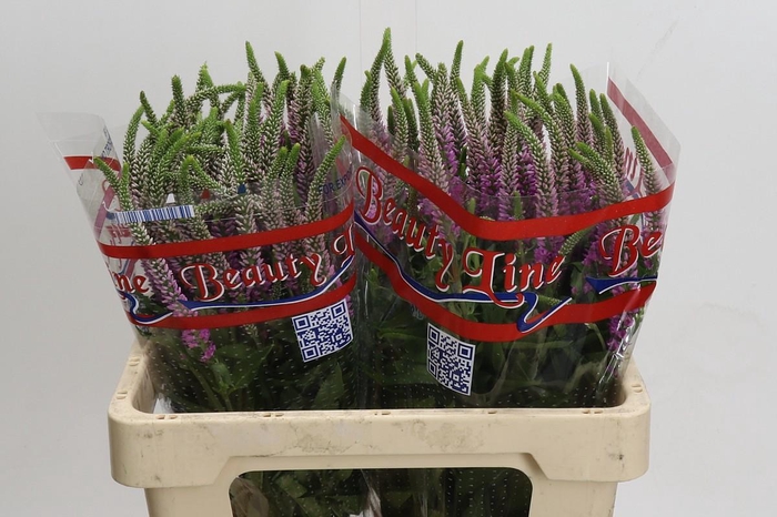 <h4>Veronica Skyler Pink</h4>